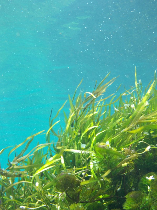 beach-water-underwater-green-biology-seaweed-664724-pxhere-com